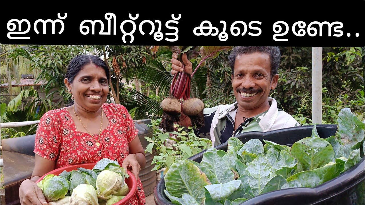 ഇന്ന് ബീറ്റ്റൂട്ട് കൂടെ വിളവെടുപ്പ് 😃#farmer |Minnuzzfamily |