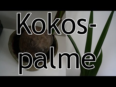 Video: Kokospalme