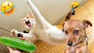 The FUNNIEST Dogs and Cats Shorts Ever😹🐕You Laugh You Lose😍Part 23