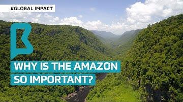Why is the Amazon so important?