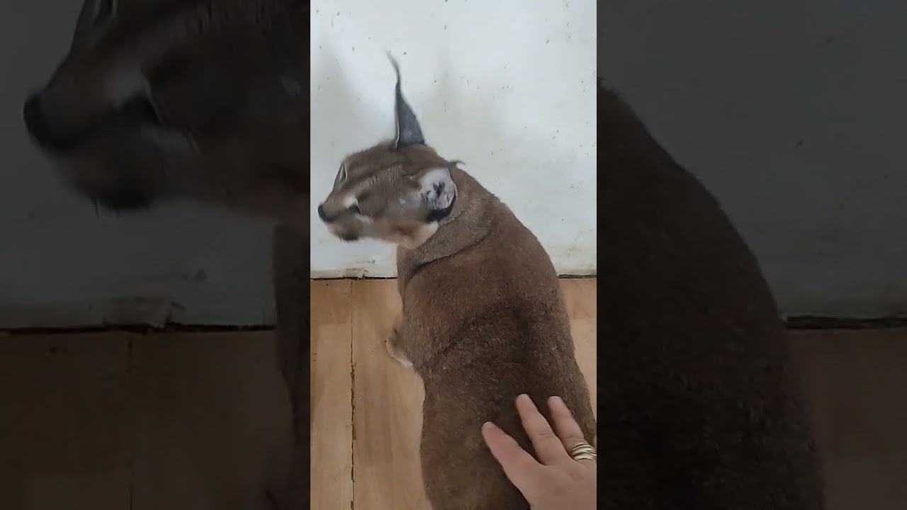 Каракал Шаня , возмущается , что то рассказывает. 