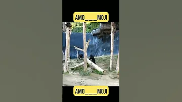 غلامحسین دوبله Amor New پادکست جدید عمومجی 