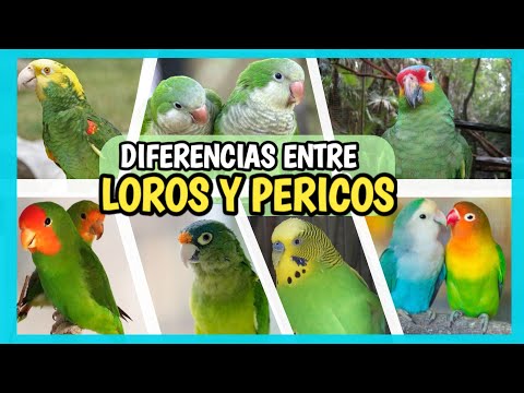 Video: ¿Los loros son lo mismo que los periquitos?