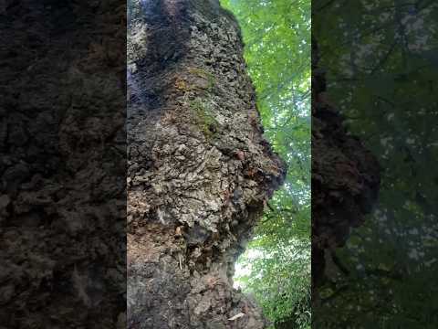 جوش درخت بلوط رو دیده بودید