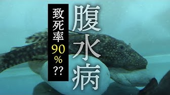 腹水病 Youtube