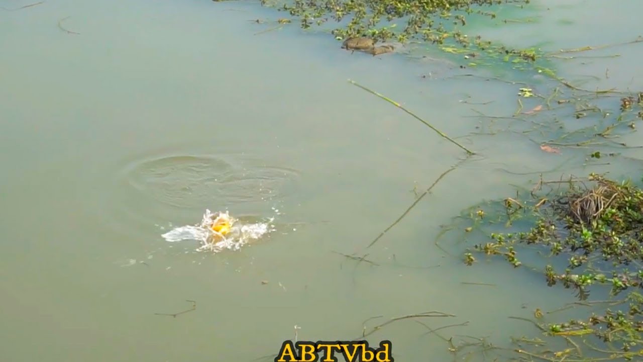 Awesome Traditional Fishing Video! Amazing Fish Hunting in Agricultural ...
