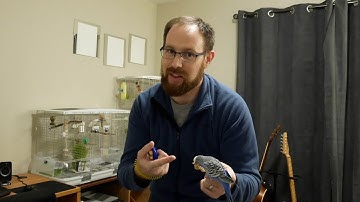 Clicker training for your bird: Step 1 (with Pixel the parakeet)