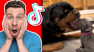 Dog trainer reacts to ROTTWEILER TikToks