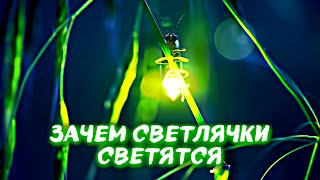 видео: Насекомые-инженеры? Вы не поверите, на ЧТО они способны! картинка: Насекомые-инженеры? Вы не поверите, на ЧТО они способны!