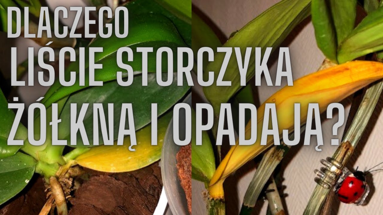 Powody opadania liści na storczyku- czy jest to normalne? // Dlaczego liście storczyka żółkną?