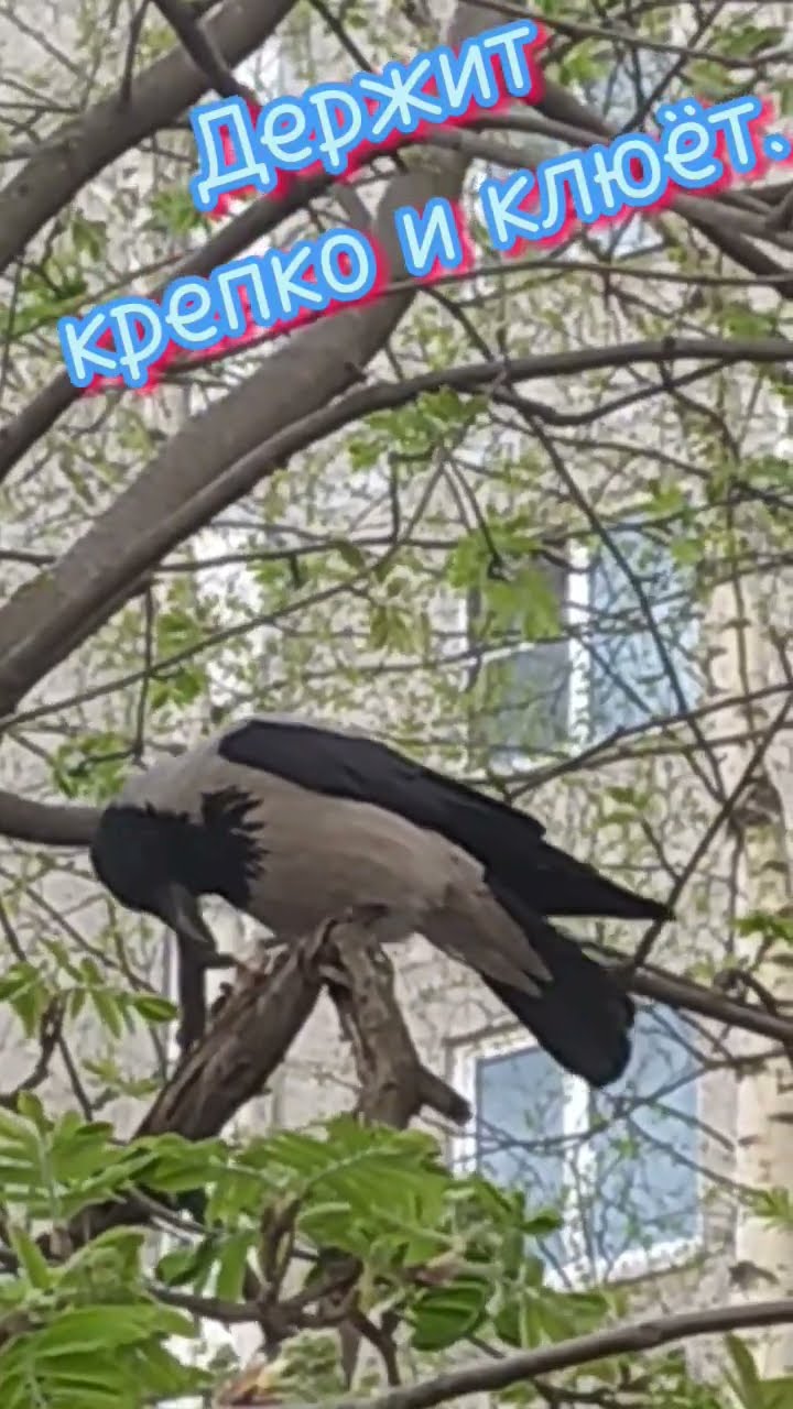 Держит крепко и клюёт. - YouTube