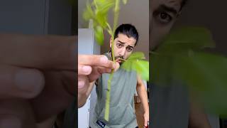 Famous Rose Cloning | creative explained Wealth
