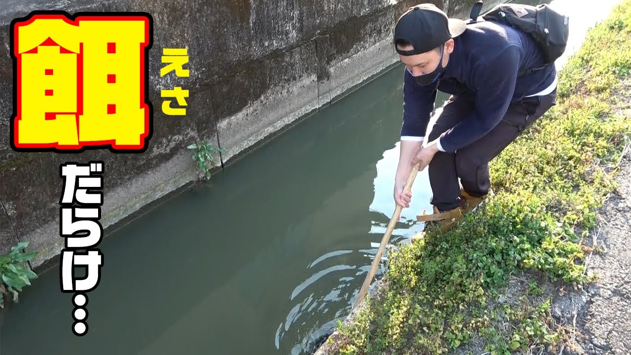 ドブ川で捕獲したエビを泳がせて海釣りしてみたら 魚釣り系you Tuberまとめサイト Fishing