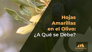 Hojas Amarillas en el Olivo