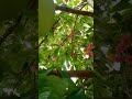 Mantau jambu bol tetangga dari sekarang.. prediksi berbuah lebat😂#beranda #fruit #viralvideo #fypシ