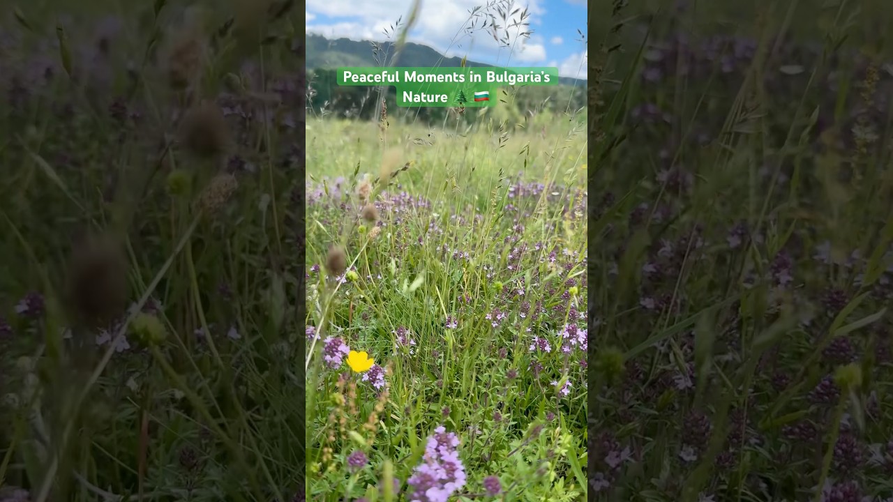 Peaceful Moments in Bulgaria’s Nature 🌲 🇧🇬