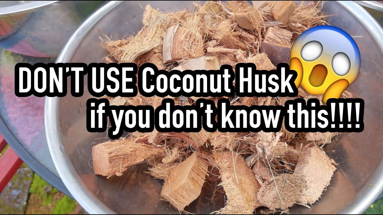 Don't use Coconut Husk if you don't know this!!