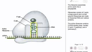 Protein synthesis Animation - translation initiation in prokaryotes