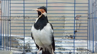 Download Lagu Jalak Suren Gacor Full Isian Variasi Cocok buat Masteran Harian Burung Jalak \u0026 Pancingan agar Gacor MP3