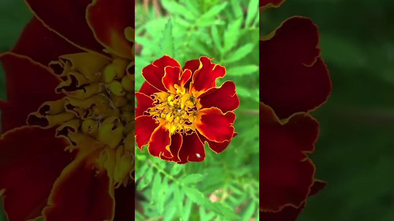 AN OLD SCHOOL TIP THAT KEPT PEST AWAY FROM MY TOMATO PLANTS