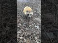 タヌキ、変な動きしたら、トンビが、なぜか、襲った。