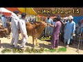 Bachra mandi gujranwala live deal  sahiwal bachra cholistani rate  bakra mandi gujranwala