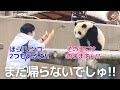 楓浜まで帰宅拒否😂この後 飼育員さんとお手て繋いで遊ぶ子パンダがかわいすぎた😍