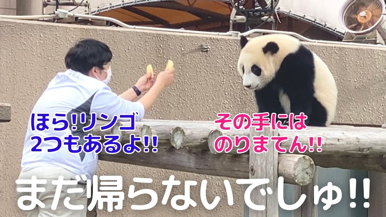 楓浜まで帰宅拒否😂この後 飼育員さんとお手て繋いで遊ぶ子パンダがかわいすぎた😍