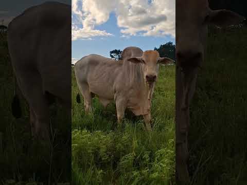 PREÇO DO BOI GORDO #BOI #VACA #PREÇODOBOI #GADO #PECUARISTA #FAZENDA