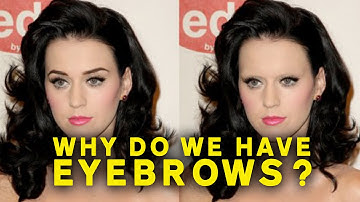 Why Do We Have EYEBROWS? w/ YTExplained