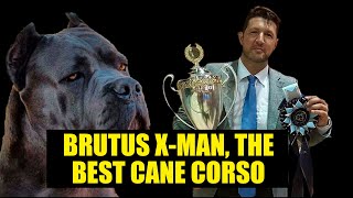 BRUTUS X-MAN, THE BEST CANE CORSO