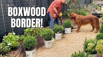 Planting a Sprinter Boxwood Border to the Secret Garden! 🪴 Secret Garden Makeover Day 4