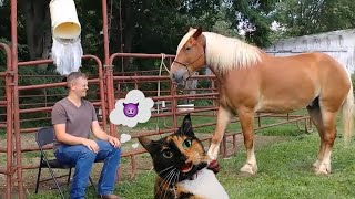 Judgy Cat Reacts to HILARIOUS Horses!