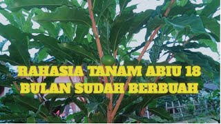 Ini Rahasianya Tanaman Buah Abiu Cepat Berbuah