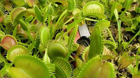 Venus Flytrap catches Big Ass Mosquito by its FEET