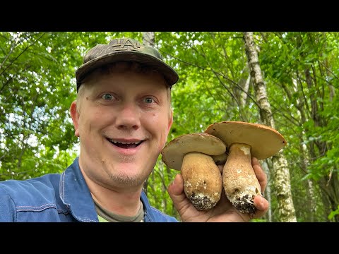 У ГРИБНИКА УЛЫБКА ДО УШЕЙ ОТ ТАКИХ БОРОВИКОВ ! Счастье ! Грибы 2024 !