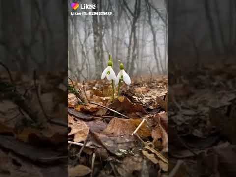 Video: Kai žydi snieguolės, gamta bunda