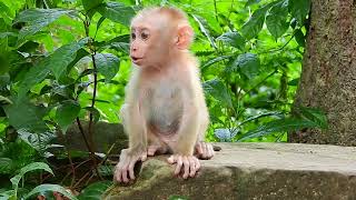 Ohgod Help  Lucie Very Pitiful Crying Loudly I Adorable Lovely Baby Monkey