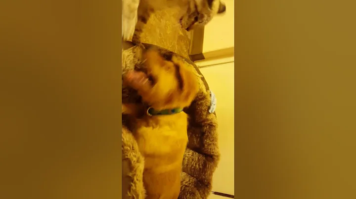 Watch the video about Savannah cat and puppy fighting for bed