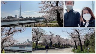 Sakura Riverside View 🌸 2022 at Sumidagawa Tokyo