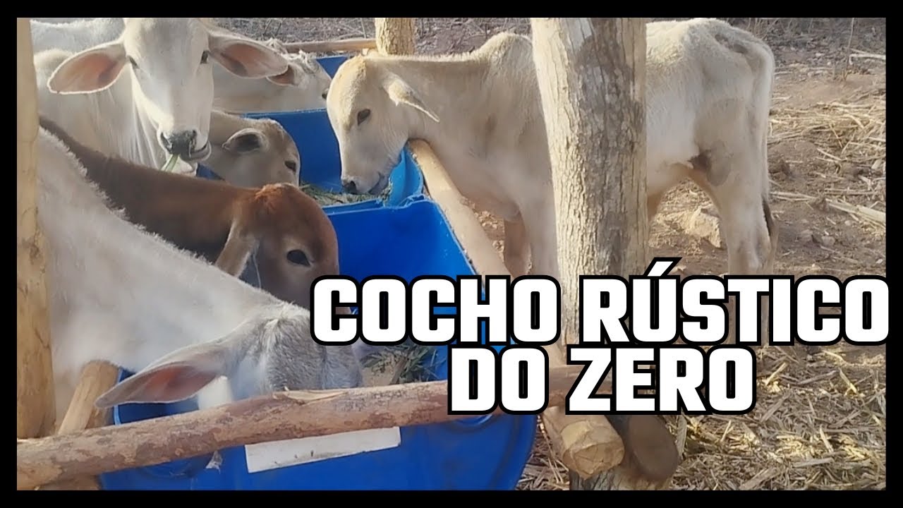 Construindo cocho rústico no confinamento