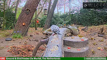Spring Afternoon Forest Birds - Ground & Bird Feeder De Mortel, The Netherlands (2022-04-04)