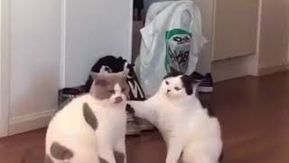 Brutal Cat Fight