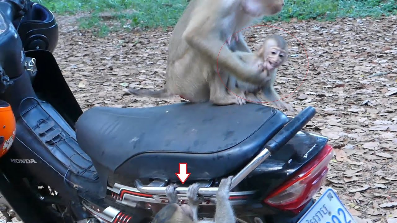 Breaking News! Baby Rainbow got b-ite by Amber's army cry super loudly, Big monkey b-ite BB Rainbow