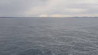 Whale Jump During Sight Seeing