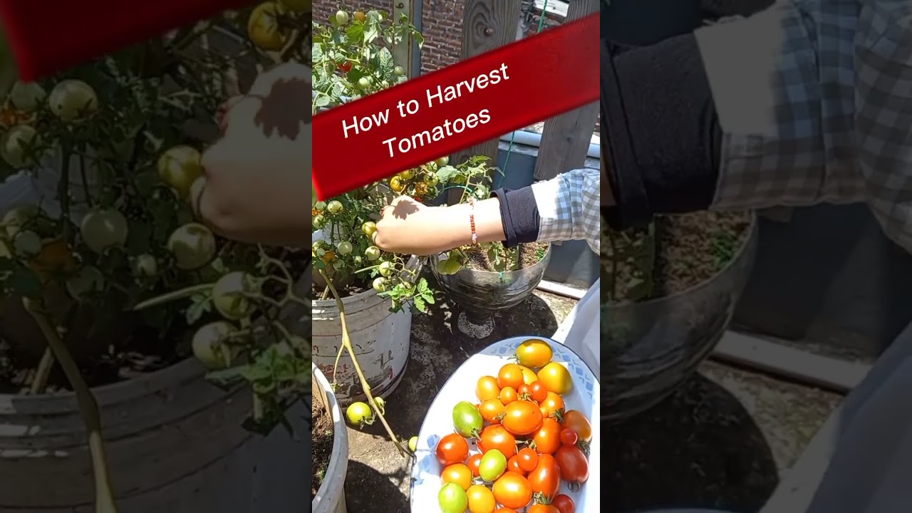 How to Harvest Tomato Plants 