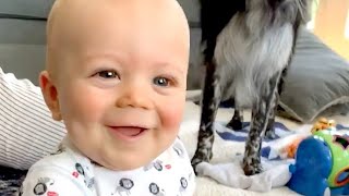 Assista a este vídeo se você teve um dia ruim - Vídeos caseiros mais engraçados Bebês rindo