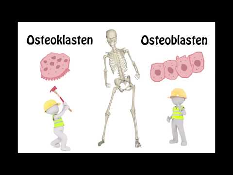 Video: Welche Faktoren beeinflussen den Knochenumbau?