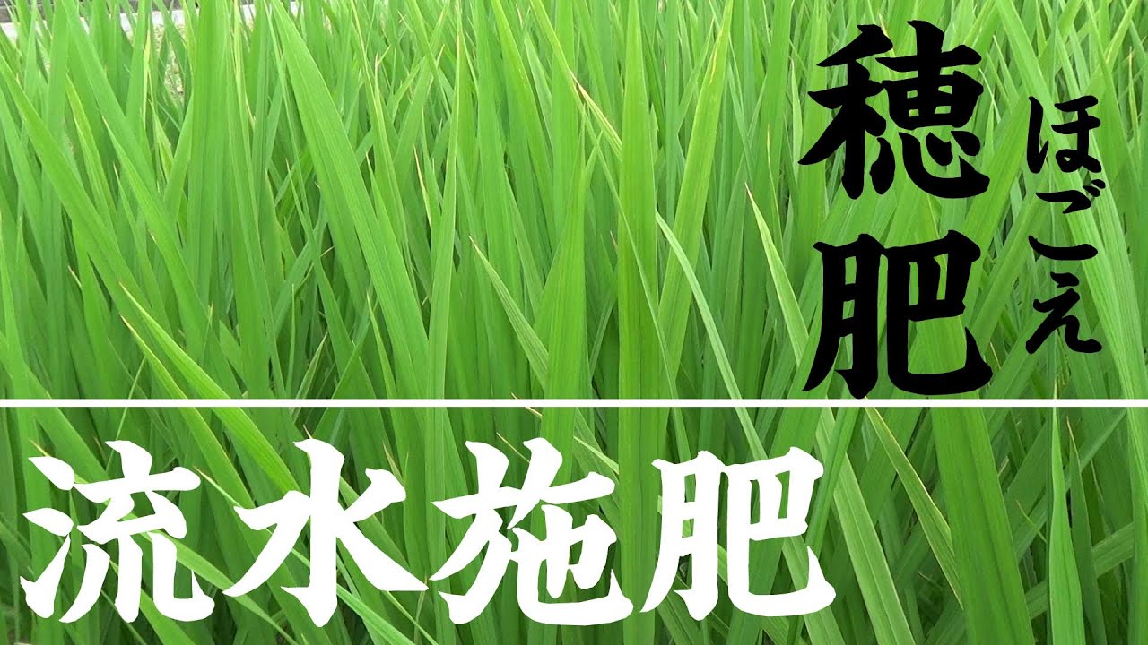 【稲作】穂肥のタイミングとは？～流水施肥で手間を軽減～【株式会社ミズホ】