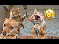  funniest cats and dogss   best funny animals 2024 part 8